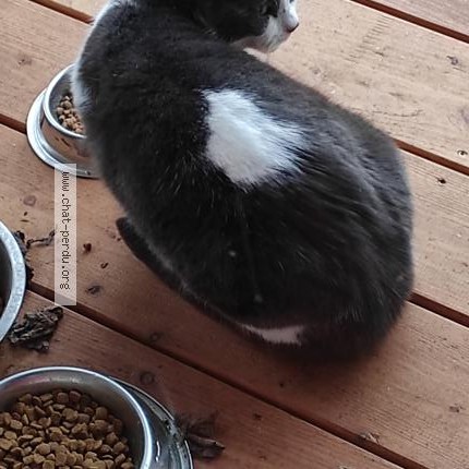 Photo 1/1 Chat trouvé Trouvé à Champcevinel