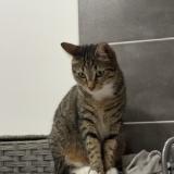 Photo de chat perdu à Marseille