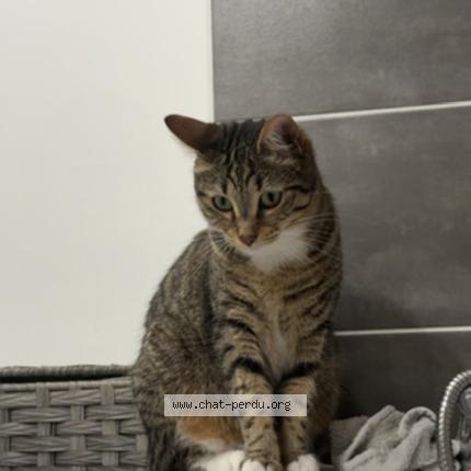 Photo 1/1 uki Chat perdu à Marseille