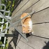 Photo de chat trouvé à Meudon