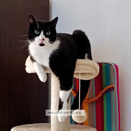 Photo 1/1 Chat retrouvé Perdu à Nimes