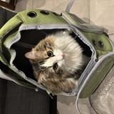 Photo de chat perdu à Marseille