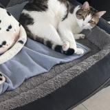 Photo de chat perdu à Equihen