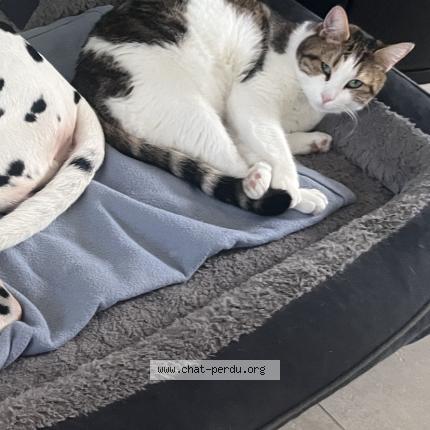 Photo 1/1 Willy Chat perdu à Equihen