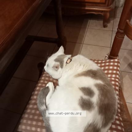 Photo 1/1 Filou Chat perdu à Le may sur evre