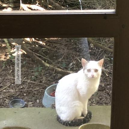 Photo 1/3 Chat trouvé Trouvé à Alluyes