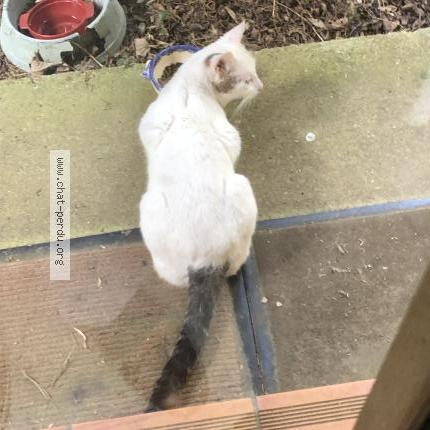 Photo 2/3 Chat trouvé Trouvé à Alluyes