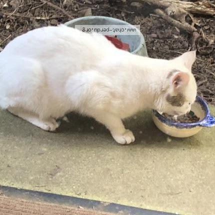 Photo 3/3 Chat trouvé Trouvé à Alluyes