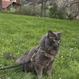 Photo de chat perdu à Chamalieres