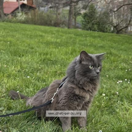 Photo 1/1 shocco Chat perdu à Chamalieres