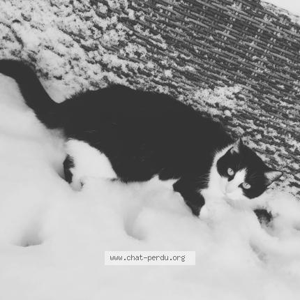 Photo 1/1 Chat retrouvé Perdu à Oberhoffen Sur Moder