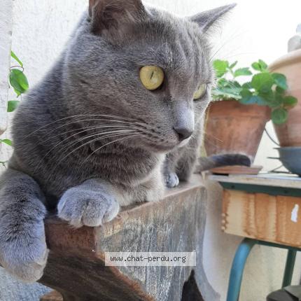 Photo 1/1 Pipoune Chat perdu à Buding