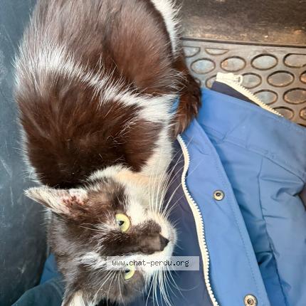 Photo 1/1 Chat trouvé Trouvé à Herblay