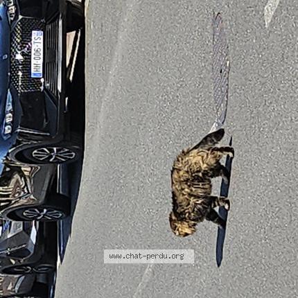 Photo 1/1 Chat trouvé Trouvé à Antony