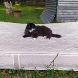 Photo de chat perdu à Figeac