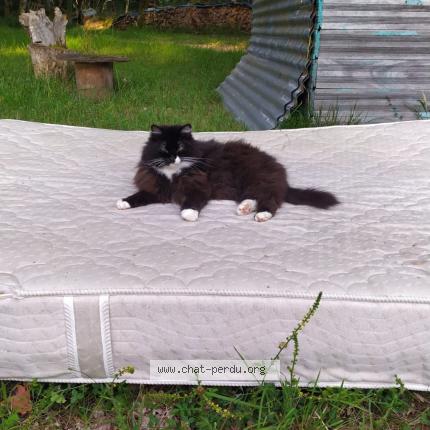 Photo 1/1 Lizy Chat perdu à Figeac