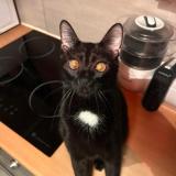 Photo de chat perdu à Faremoutiers