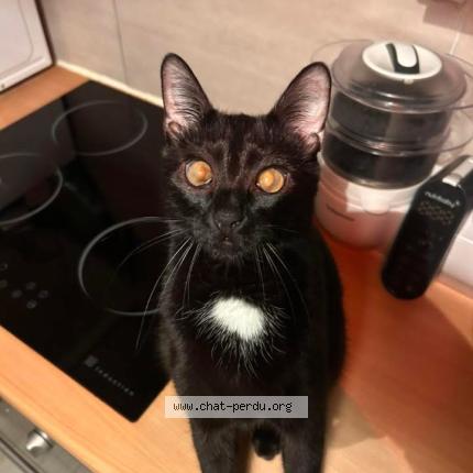 Photo 1/1 Chaussette Chat perdu à Faremoutiers