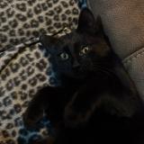 Photo de chat perdu à Bressoux