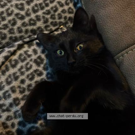 Photo 1/1 Zéphyr Chat perdu à Bressoux