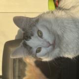 Photo de chat perdu à Thorigne Fouillard