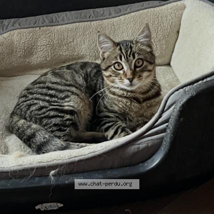 Photo 1/1 Floky Chat perdu à Saint romain de benet