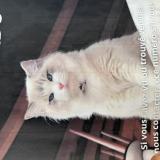 Photo de chat perdu à Annecy