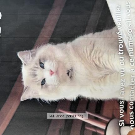 Photo 1/1 Poncik Chat perdu à Annecy
