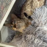 Photo de chat perdu à Puteaux