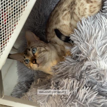 Photo 1/1 linda Chat perdu à Puteaux