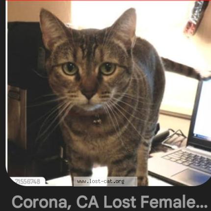 Photo 1/1 Chat trouvé Trouvé à Eastvale