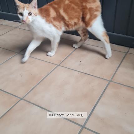 Photo 1/1 Chat retrouvé Trouvé à Mulhouse