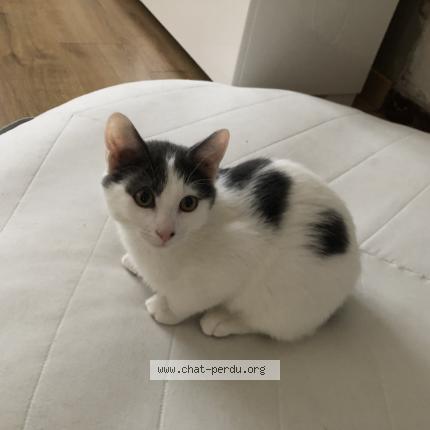 Photo 1/1 Chat retrouvé Perdu à Saint Jean Le Blanc