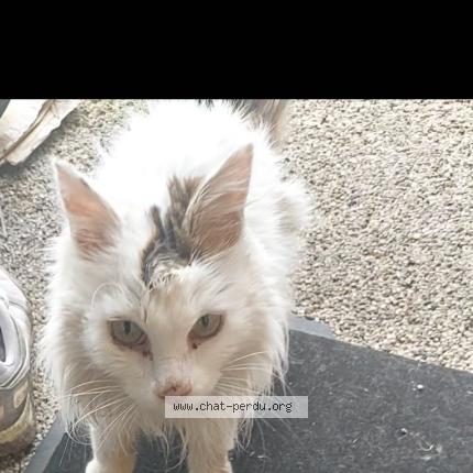 Photo 1/1 Chat retrouvé Trouvé à Bordeaux