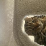 Photo de chat perdu à Luxembourg