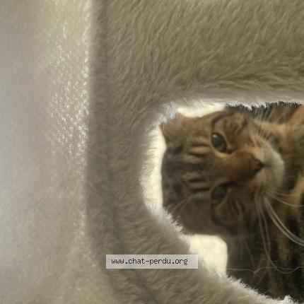 Photo 1/1 Simba Chat perdu à Luxembourg