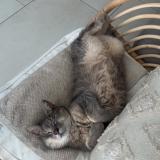 Photo de chat perdu à Haucourt Moulaine