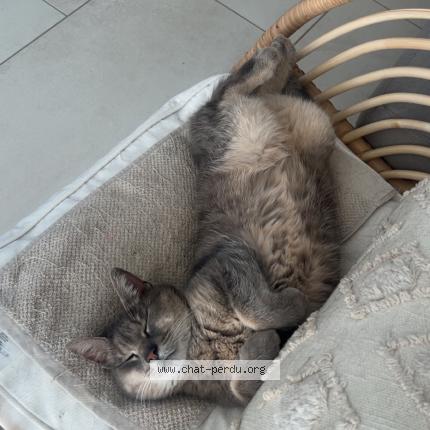 Photo 1/1 Oxa Chat perdu à Haucourt moulaine