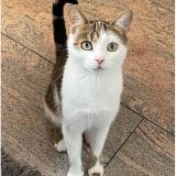 Photo de chat perdu à Ettelbruck