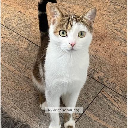 Photo 1/1 Miko Chat perdu à Ettelbruck