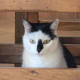 Photo de chat perdu à Ventenac En Minervois