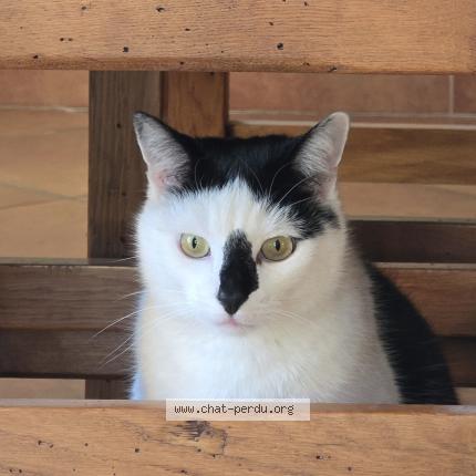 Photo 1/1 Grizou Chat perdu à Ventenac en minervois