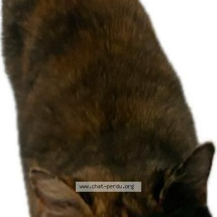 Photo 1/1 Chat trouvé Trouvé à 1376 eclagnens
