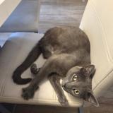 Photo de chat perdu à Morieres Les Avignon