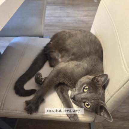 Photo 1/1 Silver Chat perdu à Morieres les avignon