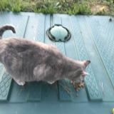 Photo de chat trouvé à Marseillan