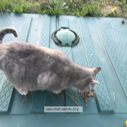 Photo 1/1 Chat trouvé Trouvé à Marseillan