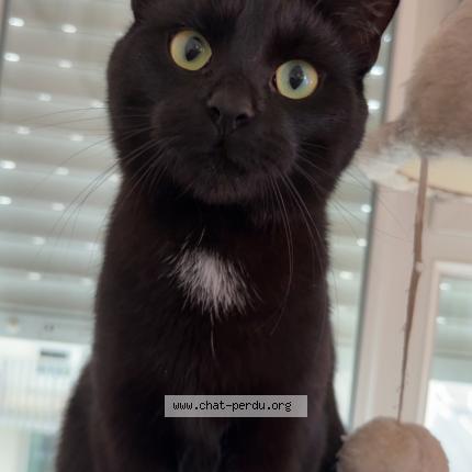 Photo 1/1 Chat retrouvé Perdu à Thouare sur loire