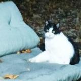 Photo de chat perdu à Villiers Saint Denis