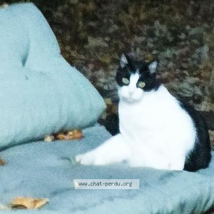 Photo 1/1 FELIX Chat perdu à Villiers saint denis